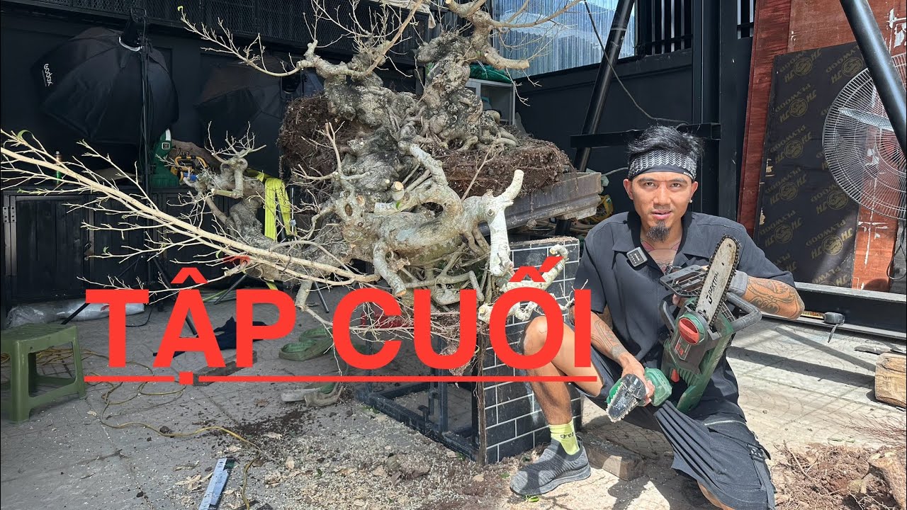 VDBS: ФИНАЛЬНЫЙ ЭПИЗОД - УСПЕШНАЯ ПРИВИВКА БОНСАЙ BEARD FIGHTER - NINH HIEP 096 6696668