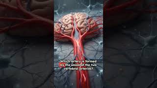 Test your brain knowledge with this Circle of Willis quiz #AnatomyQuiz #CircleOfWillis #Neuroanatomy