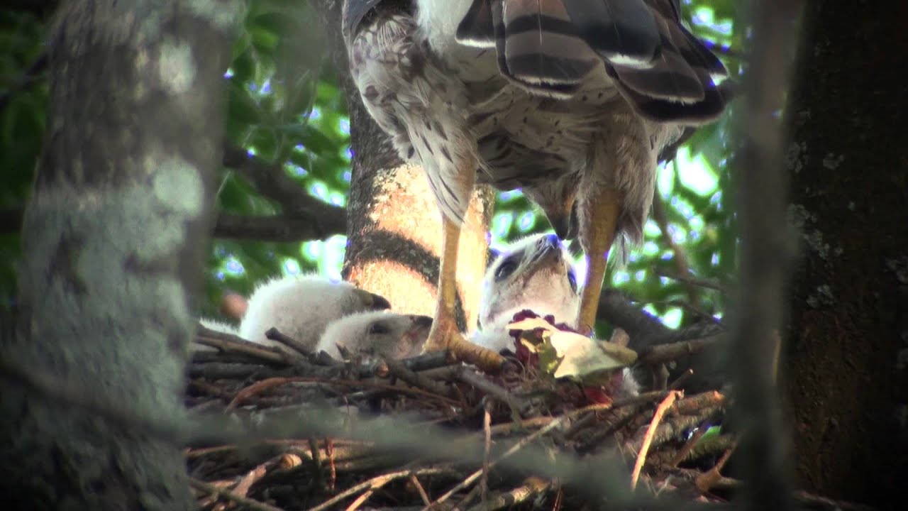 Cooper's Hawk (feeding young II) YouTube