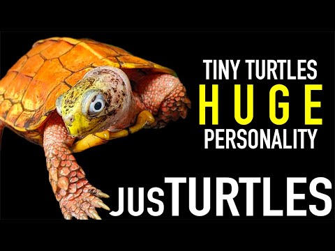 Young Turtle Breeder's Efforts to Make a Difference