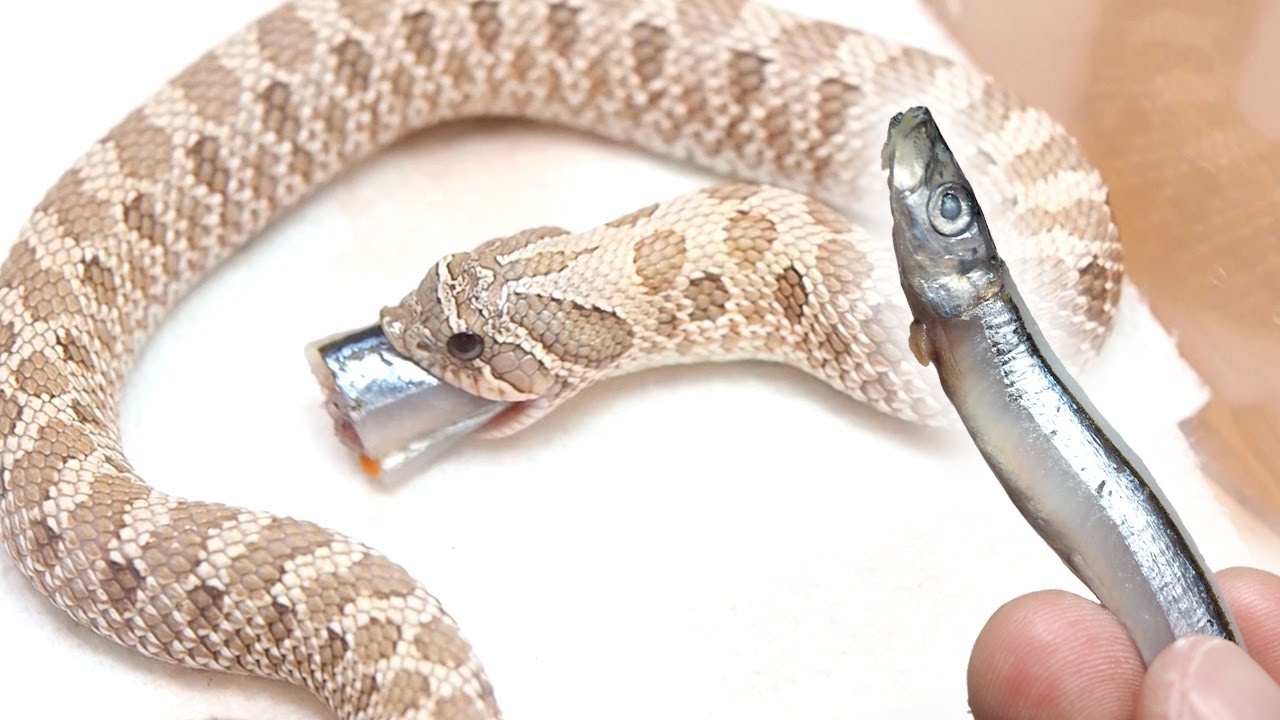 キビナゴをいろんな蛇に与えてみた結果、意外な蛇が...