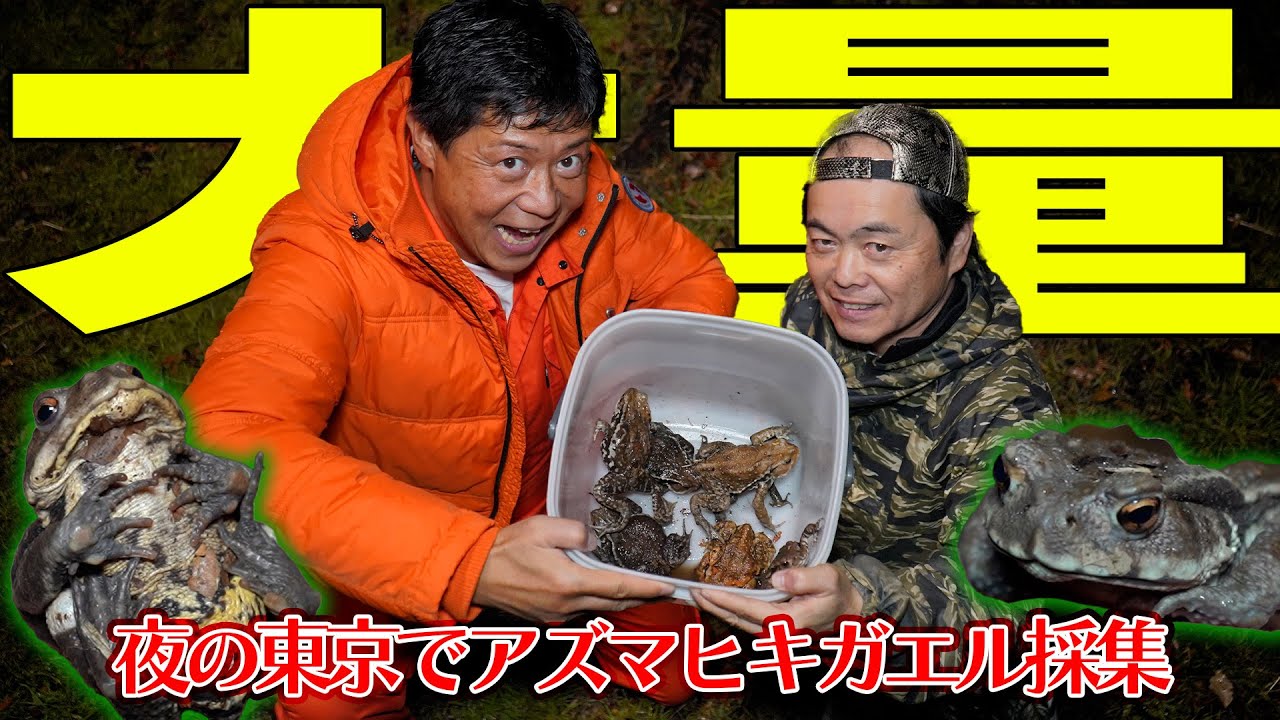 【大量捕獲！】夜の東京でアズマヒキガエル採集！！