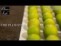 ASMR【1日で完成】冷凍梅で作る梅シロップ(梅ジュース)の作り方 / Japanese Plum Syrup Recipe | Oyatsu Lab.