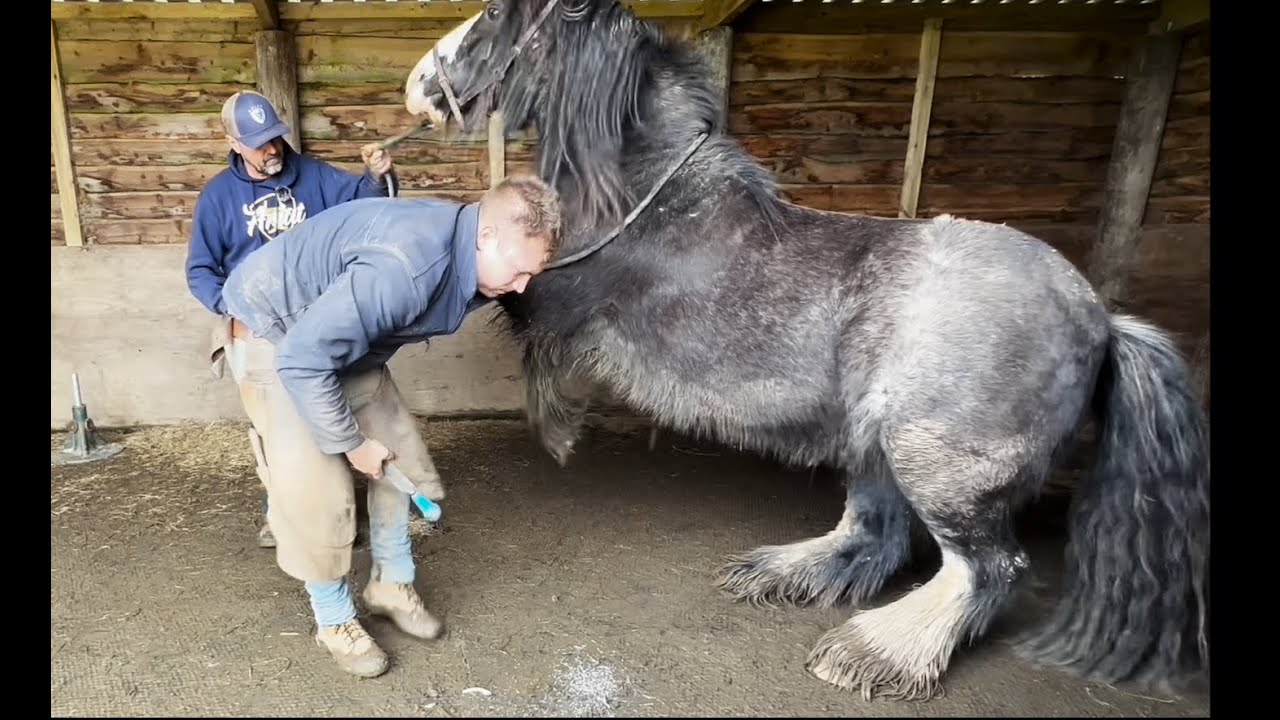 Rescue Horse wont let anyone near his feet!! YouTube
