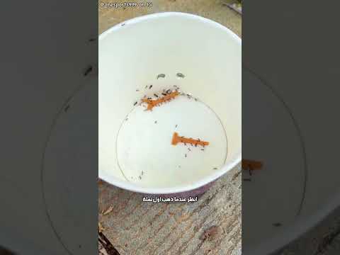 خدعة لم تفلح مع النمل