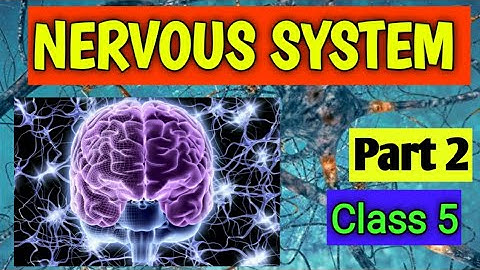 NERVOUS SYSTEM  Class 5 || Part 2 || CBSE || Ratna Sagar