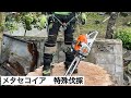 特殊伐採　25メートル級メタセコイア