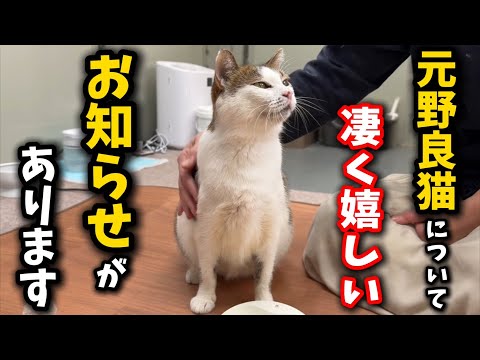 去年の秋まで野良生活だった猫が奇跡を起こしました - YouTube