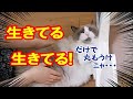 ご報告【閲覧注意】愛猫が突然倒れ 主パニック からの一ヶ月後 猫コハク君