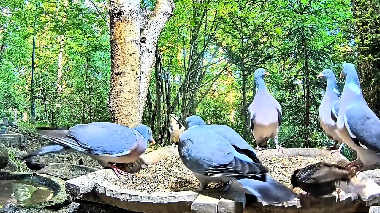 The Joy of Bird Feeding: How to Attract a Variety of Birds to Your ...