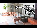 【理想のケージ】正直なめてた…これ、もう家具です｜CITYDOG シンプルモダンケージ
