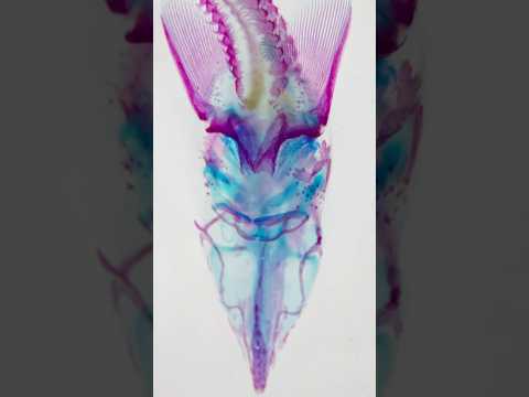 【透明標本】ベステルチョウザメ