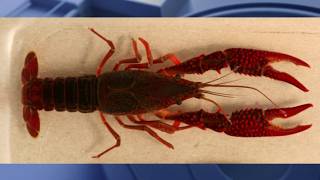 Invasive red swamp crayfish found in the Chicago River