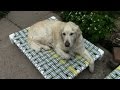 how to make a raised dog bed with pvc and nylon webbing...