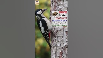 اجمل ماتسمع القران الكريم سعود الشريم من سورة الذاريات holy quran