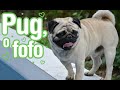 Pug - temperamento, características e cuidados