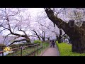 [4K] 千鳥ヶ淵 緑道の桜 / Cherry blossoms on the Chidorigafuchi Green Road, Tokyo, Japan. 千鳥ヶ淵, 東京