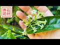 九月夜来香(也叫夜香木)Night-Blooming Jasmine (Cestrum Nocturnum)