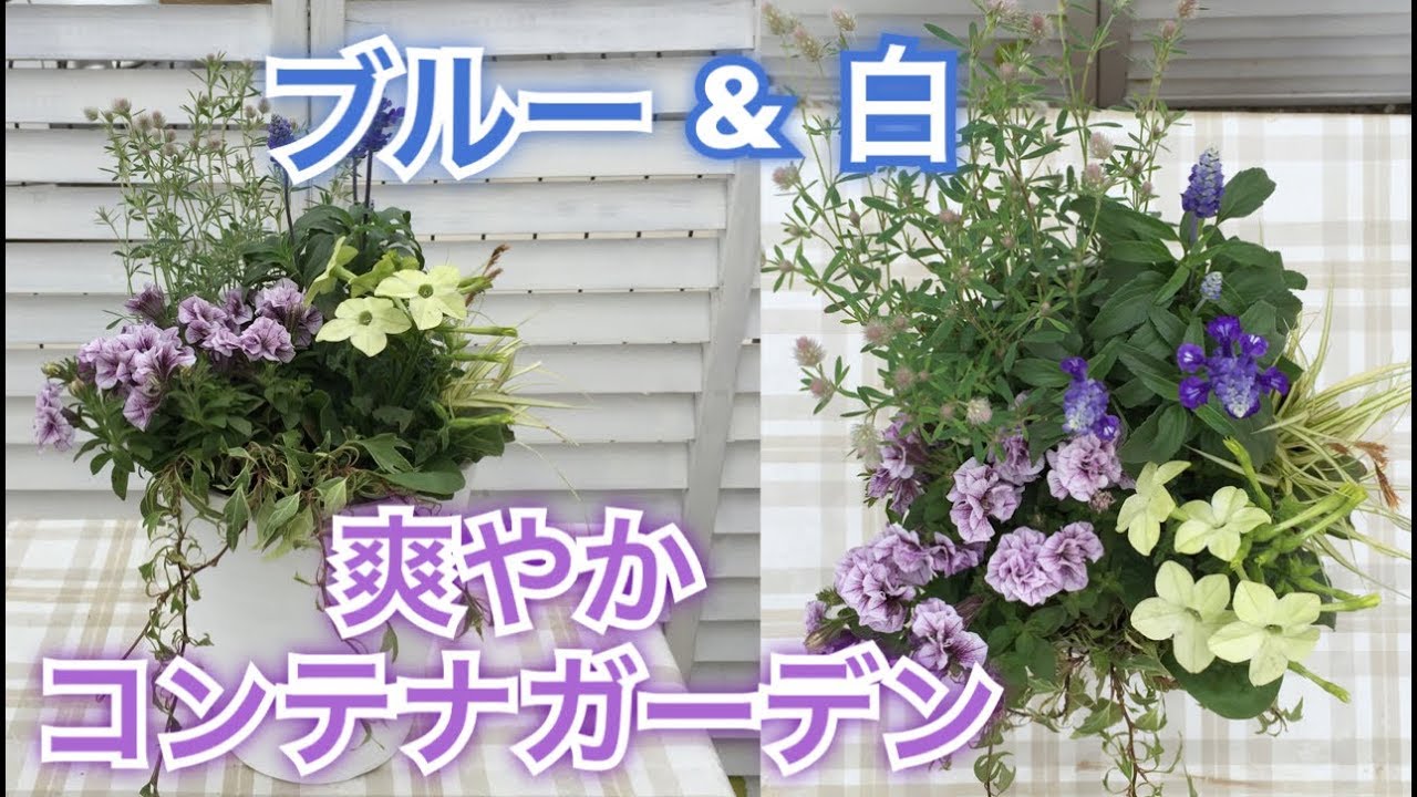 八重ペチュニアのボリュームアップ寄せ植え 爽やかに 軽やかに初夏を楽しむブルー 白の組み合わせ方 Youtube