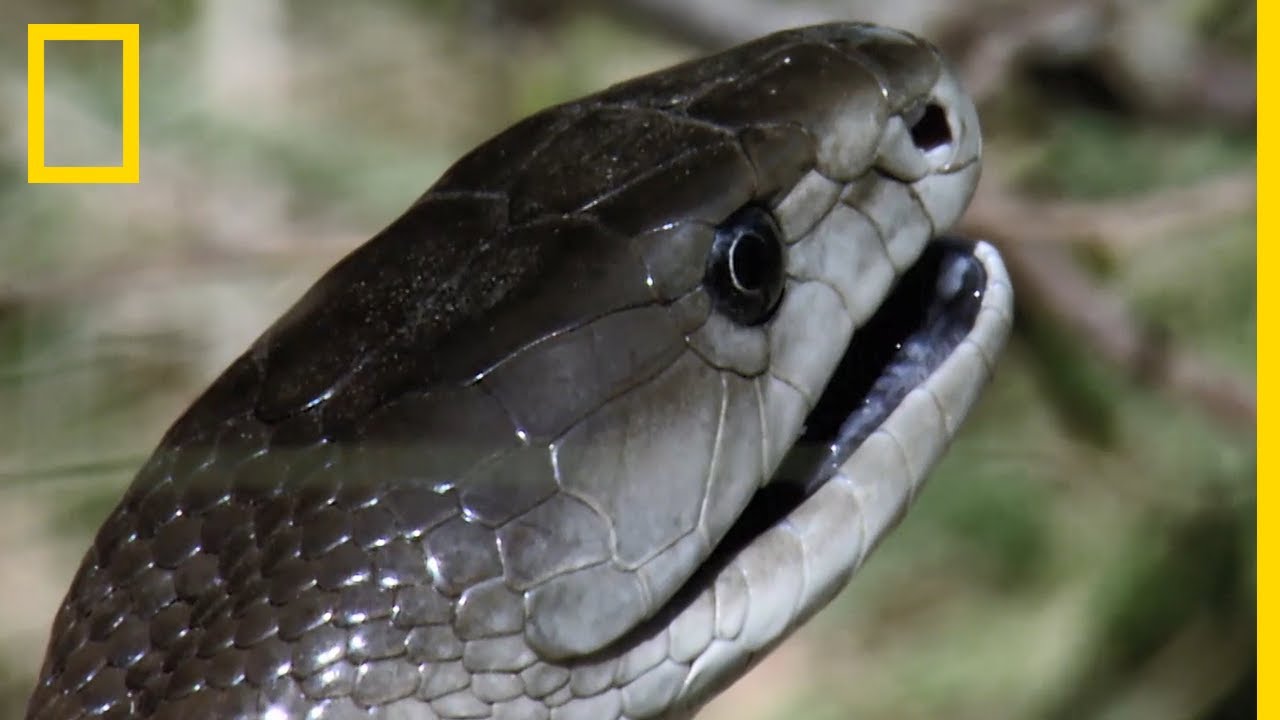 Www Mamba Www Mamba