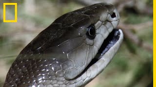 Cette mangouste attaque seule un mamba noir