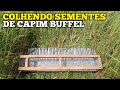 COLHENDO SEMENTES DE CAPIM BUFFEL