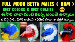 FULL MOON BETTA NEW STOCK