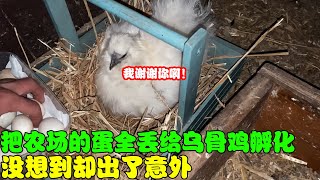 把农场里的蛋全部丢给乌骨鸡帮忙孵化，没想到却出了状况！