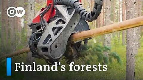Finland: Deforestation in a land of lumber | Focus on Europe - DayDayNews
