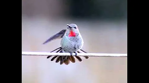 Hummingbird out my kitchen window. slow motion. wa...