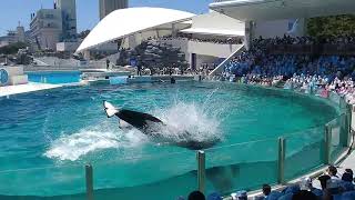 2022年7月 鴨川シーワールドシャチのショー#Kamogawa Sea World,#dolphin show
