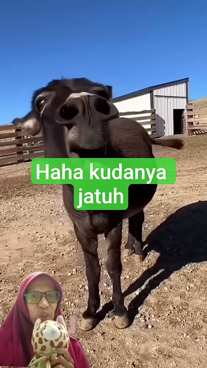 kuda jatuh lucu #funny #comedy #donkey #entertaininganimals #viralvideo #animals #laughingdonkey