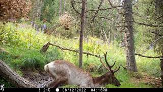 Cerf probablement leucique en fin de velours