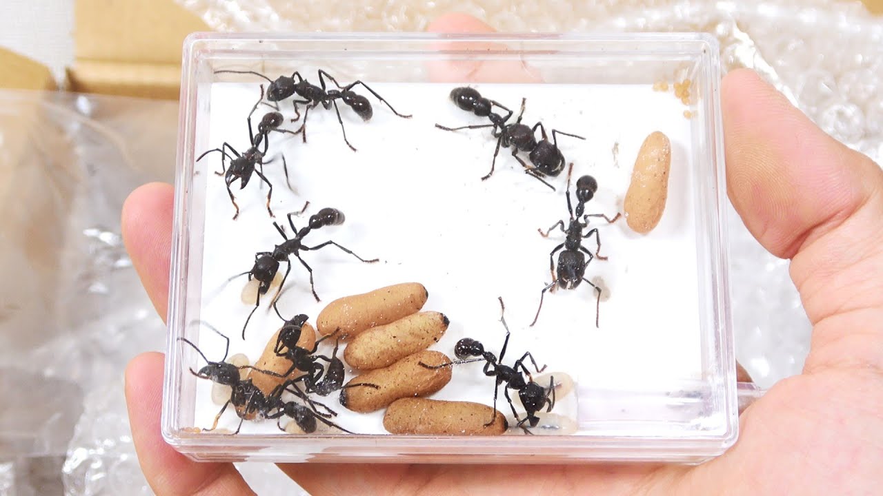 I finally got a Paraponera!! - YouTube