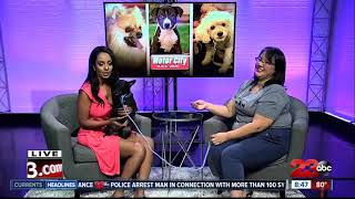 Meet our 23ABC Pet of the Week, Charlie!