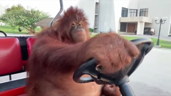 Funny Orangutan