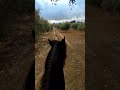 ASMR a beautiful evening ride with Espirit in the Andalusien countryside