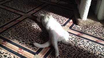 Bianca Barbarella white cat get off my belly