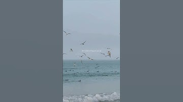 Thumbnail of August #taylorswift #tiktok #summer #music #song #moodmusic #sadmusic