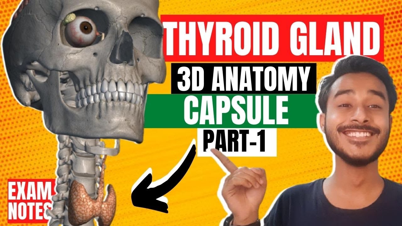 Thyroid Gland Anatomy 3D Anatomy of thyroid gland in hindi capsule