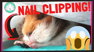 HOW TO: Trim Your Guinea Pig's Nails With Ease! | Squeak Dreams