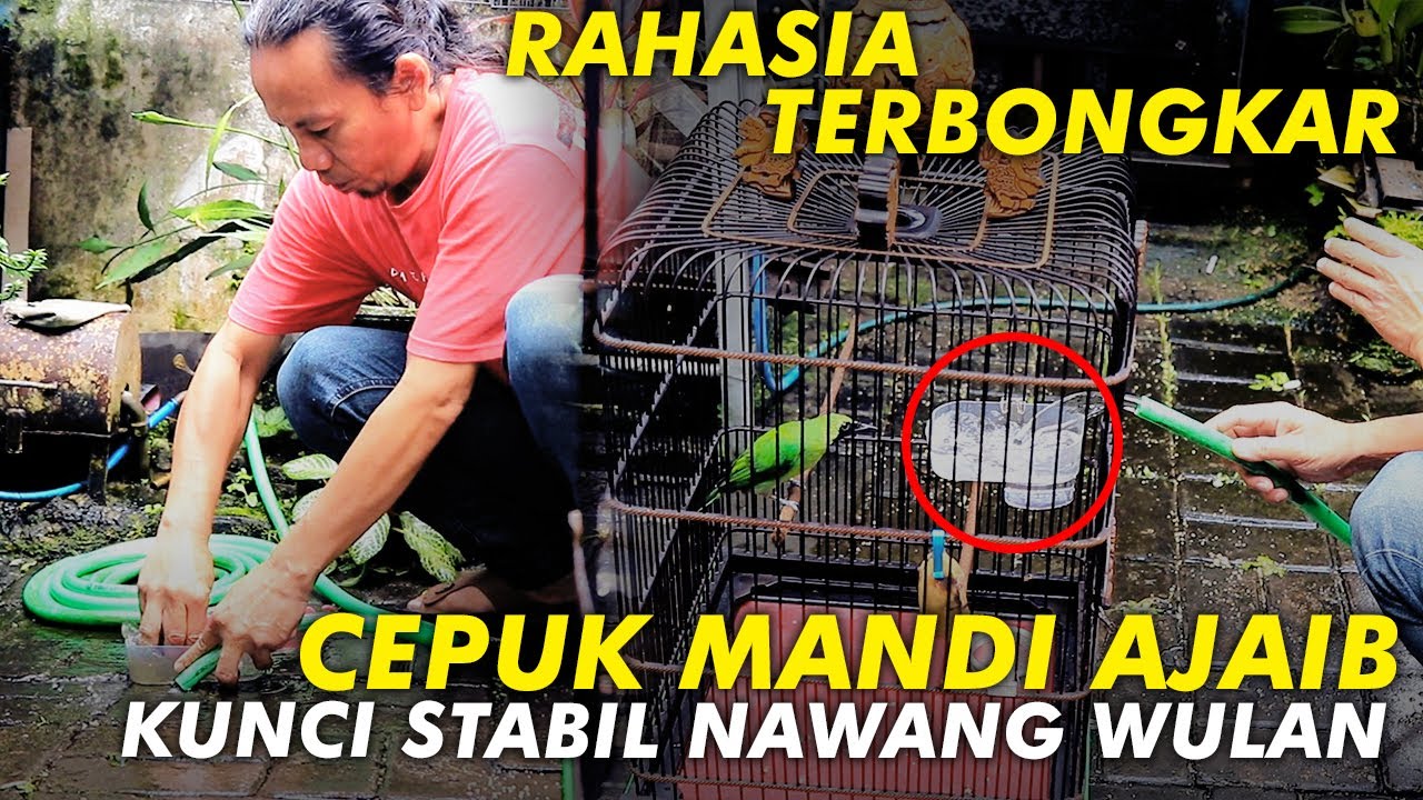 Rahasia Terbongkar Ganti Cepuk Mandi Ajaib Kunci Utama Nawang Wulan Stabil Berbulan Bulan