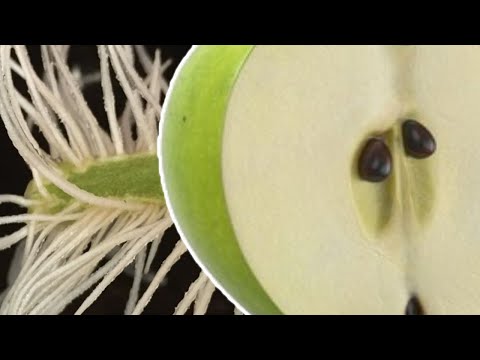 Bagaimana Untuk Tumbuh apel Pohon Dari Stek MUDAH CARA! (Pertumbuhan Tip)