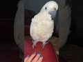 Приколы с попугаем Какаду, funny parrot cockatoo; 😂😍 #shorts