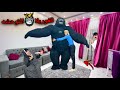 لما اخوك الصغير يتصاحب علي غوريلا متوحشه و يجيبها معا البيت محمد عماد 