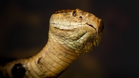 Venomous Snakes of Florida | How to Identify Each