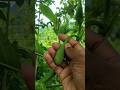 Eating Raw Jackfruit Bud 🌱 Super Healthy Snack! #food #foodie #jackfruit #villagelife #nature
