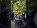 Tomatoes Grow Lushly in Pots Planted Upside Down! 🤯