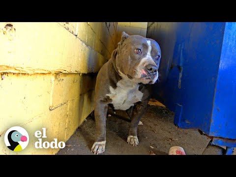 Video: Perro de refugio con cáncer finalmente encuentra el hogar perfecto