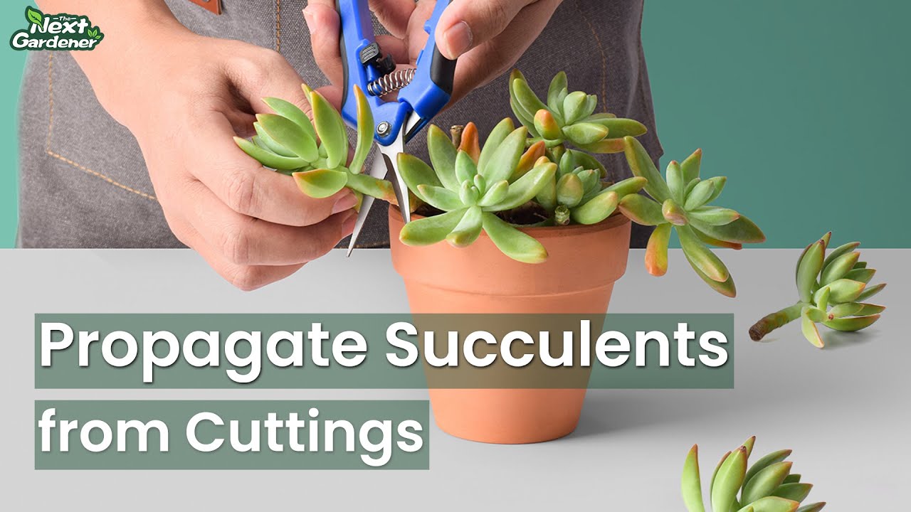How to Propagate Succulent from Cuttings | 5 Tips You Need to Know ...